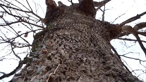 Barks on a Tree in the Forest on a Cold Winter Day with branches no leaves 스톡 동영상 252957216