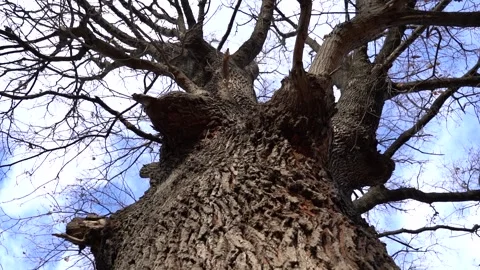 Barks on a Tree in the Forest on a Cold Winter Day with branches no leaves Stock Footage 252957239