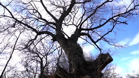Barks on a Tree in the Forest on a Cold Winter Day with branches no leaves 库存影片 252957241