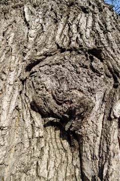Barky bark with part of an overgrown branch stump. Knotty knotted forked br.. Stock Photos