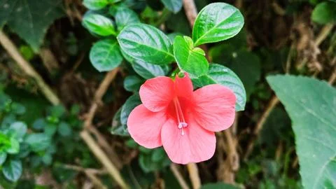 Barleria Stock Photos