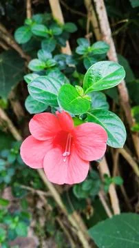 Barleria Stock Photos
