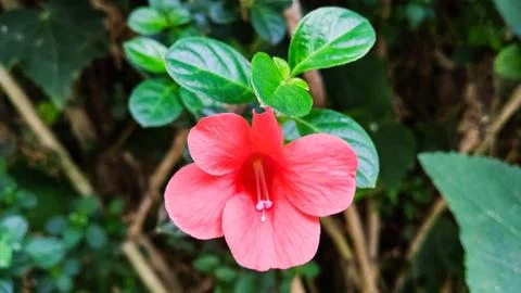 Barleria Stock Photos