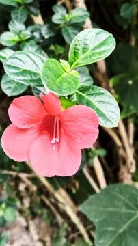 Barleria Stock Photos