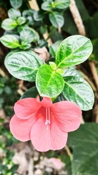 Barleria Stock Photos
