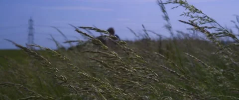 BARLEY-2 Stock Footage 247420143