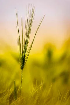 Barley 2 Stock Photos