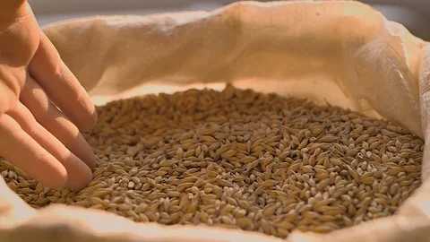 Barley 2018  Stock Footage 88506701