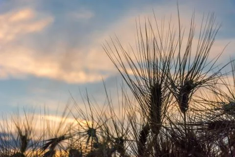 Barley after the rain Foto stock
