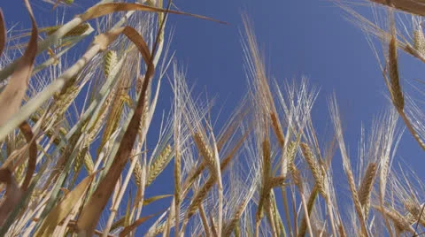 Barley against blue sky Video stock 26004845