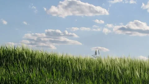 Barley against the sky Stock Footage 154841866