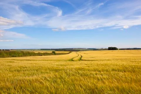 Barley and hedgerows Stock Photos