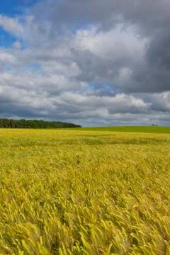 Barley and storm clouds Stock Photos