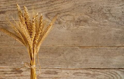 Barley and wheat Stock Photos