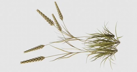 Barley Animation 動画素材 140206665