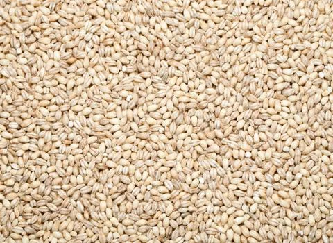 Barley background, Stock Photos
