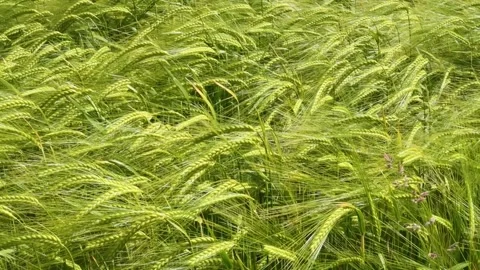 Barley blowing in the wind Stock Footage 197377522