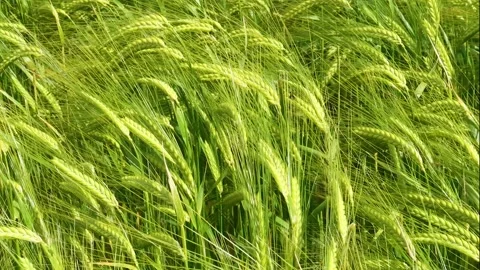Barley blowing in the wind Stock Footage 197377525