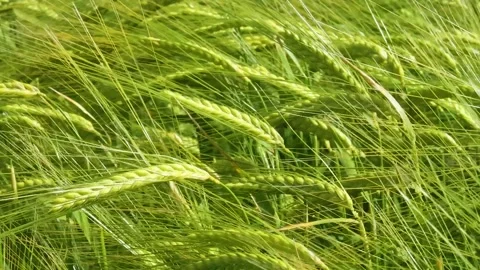 Barley blowing in the wind Stock Footage 197377532