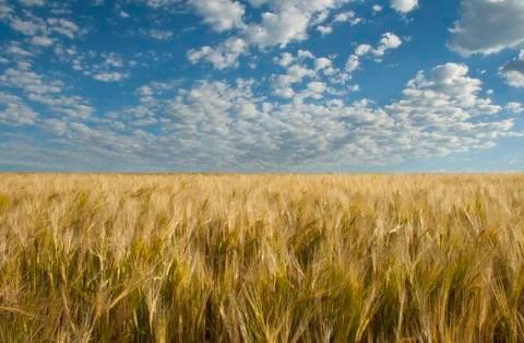 Barley Blue Sky 스톡 사진