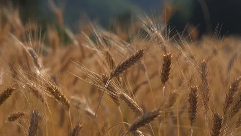 Barley cereal in a light breeze Stock Footage 126319324