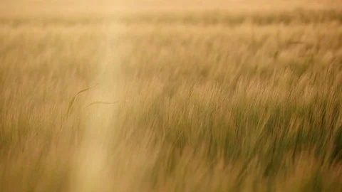 Barley close up at dusk, slow motion Stock Footage 76692216