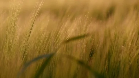 Barley close up at dusk, slow motion Video stock 76692408