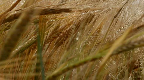 Barley close up Stock Footage 842891