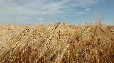 Barley Close Up Stock Footage 11297132