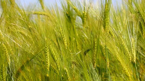 Barley close up Stock Footage 38051653