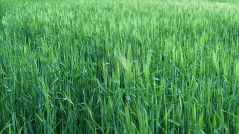 Barley close-up. large wheat. green rural field Stock Footage 198731208