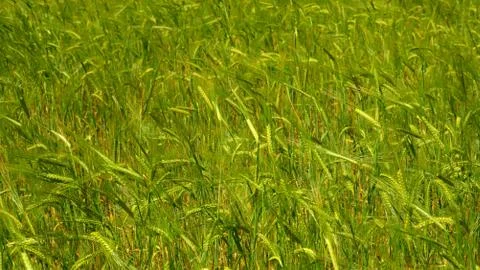 Barley close-up Stock Photos