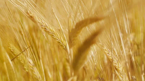 Barley, close up rack focus Video stock 25661570