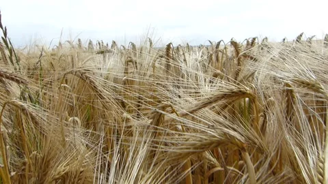 Barley Close view Camera moves into the field 스톡 동영상 172267928