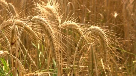Barley Closeup Video stock 10804654