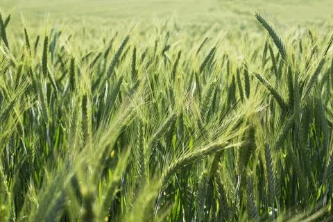 Barley closeup Stock Photos