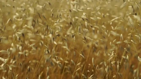 Barley closeup slow motion Stock Footage 77091379