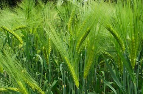 Barley corn Stock Photos