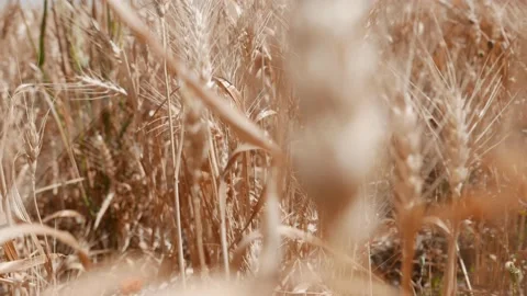 Barley crop detail Stock Footage 157230988