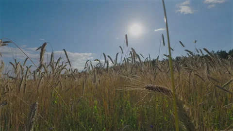 Barley Crop Field in Close Up Видео 348268108