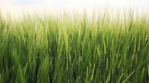 Barley crop field Stock Footage 49846363
