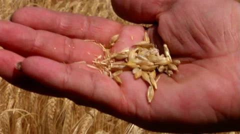 Barley crop Stock Footage 22228347
