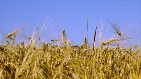Barley crop Stock Footage 52330755
