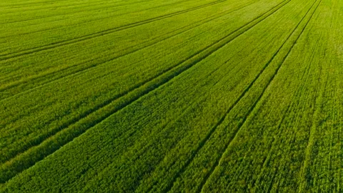 Barley Crop growing across arable farmland during spring cultivation season Vidéo 339342755