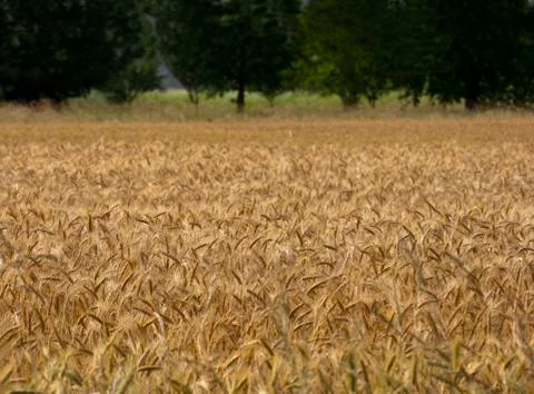 Barley crop Stock Photos