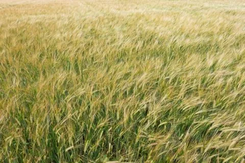 Barley crop Stock Photos