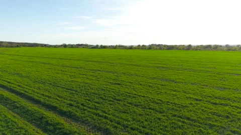 Barley crops growing across open field with visible tractor paths cutting Stock Footage 340905122