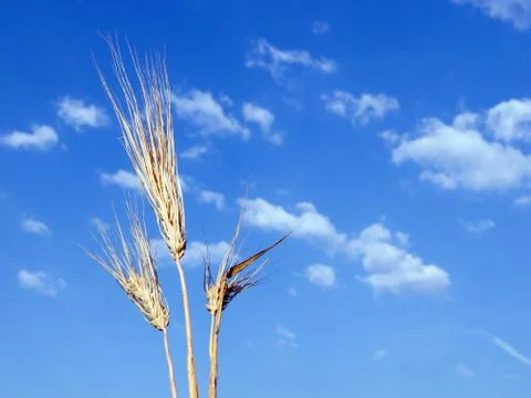 Barley ear Stock Photos