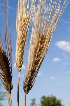 Barley ear Stock Photos