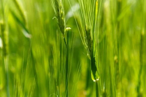 Barley ear Stock Photos